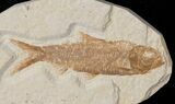 Bargain Knightia Fossil Fish - Wyoming #15978-1
